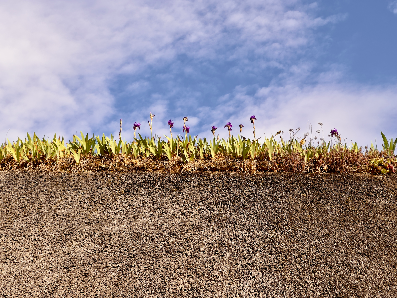 Les iris commencent à fleurir sur le toit de chaume