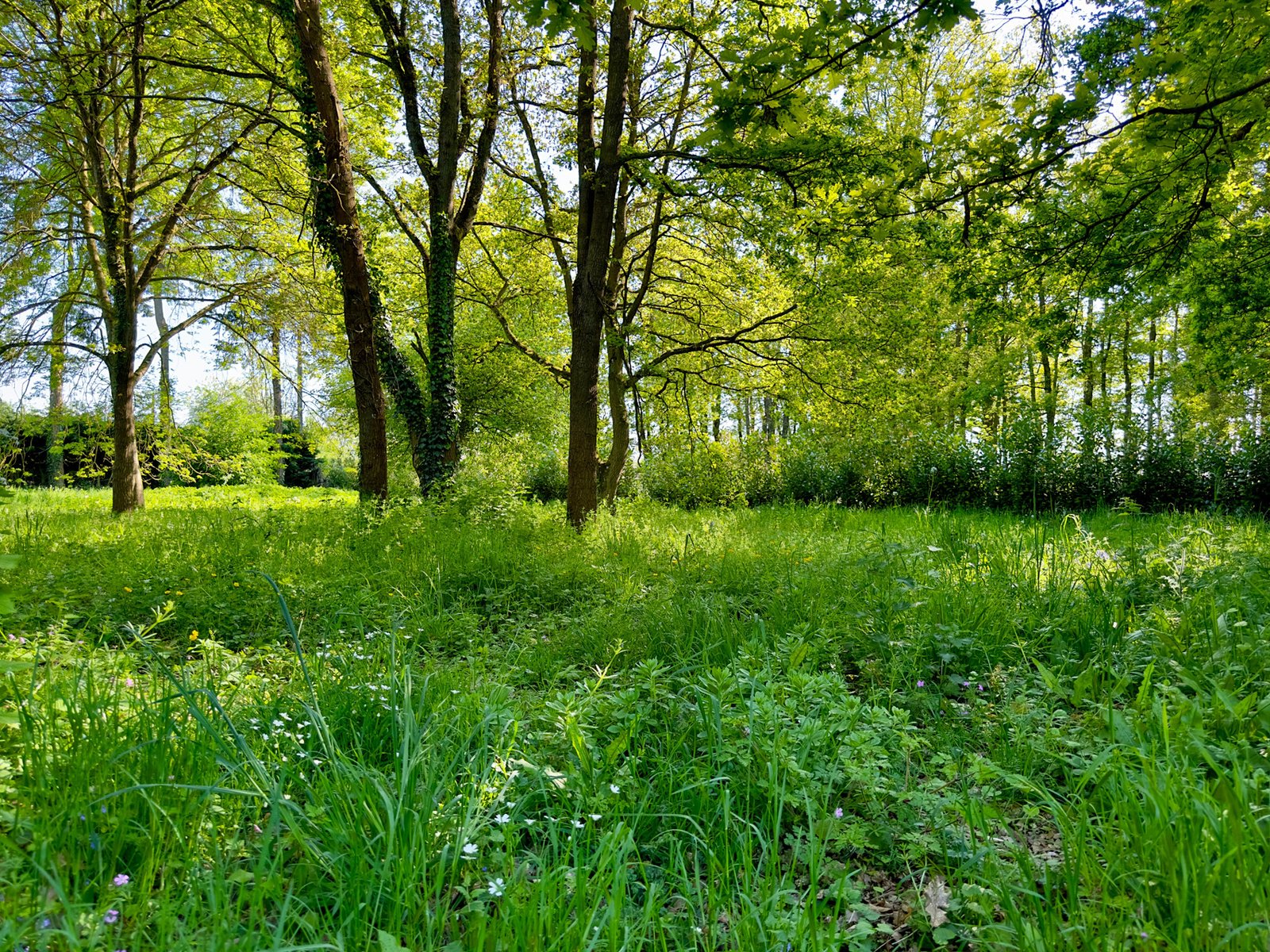 Le bosquet au fond de la propriété vous invite à la découverte...