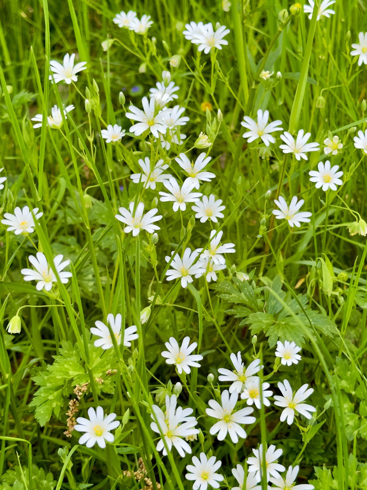 Les petites fleurs embellissent les lieux