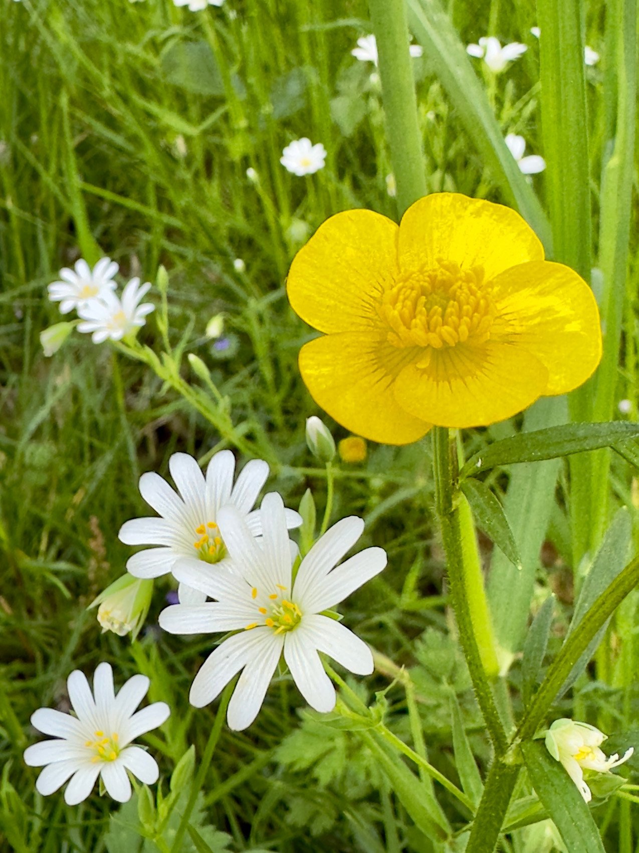 Le printemps est là...