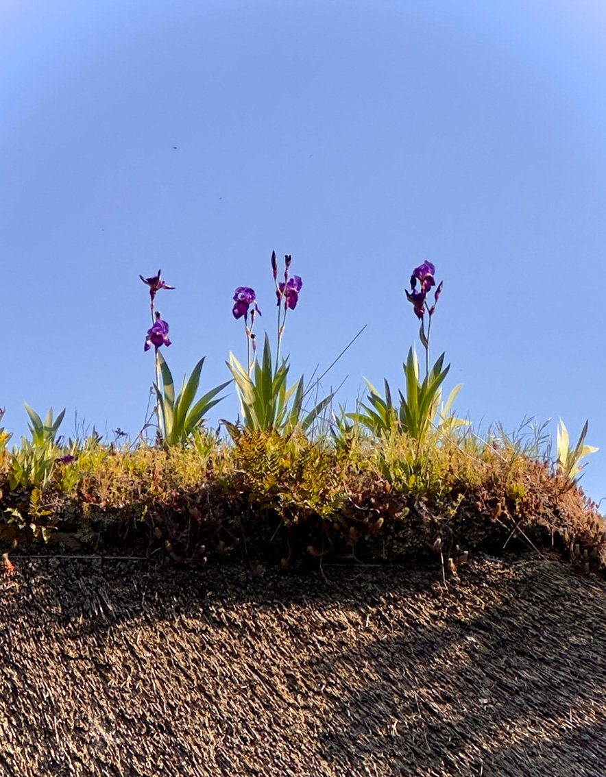 Les iris commencent à fleurir sur le toit de chaume